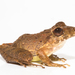 Fitzinger's Robber Frog - Photo (c) Brian Gratwicke, some rights reserved (CC BY)