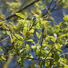Salix paradoxa