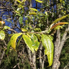 Salix paradoxa