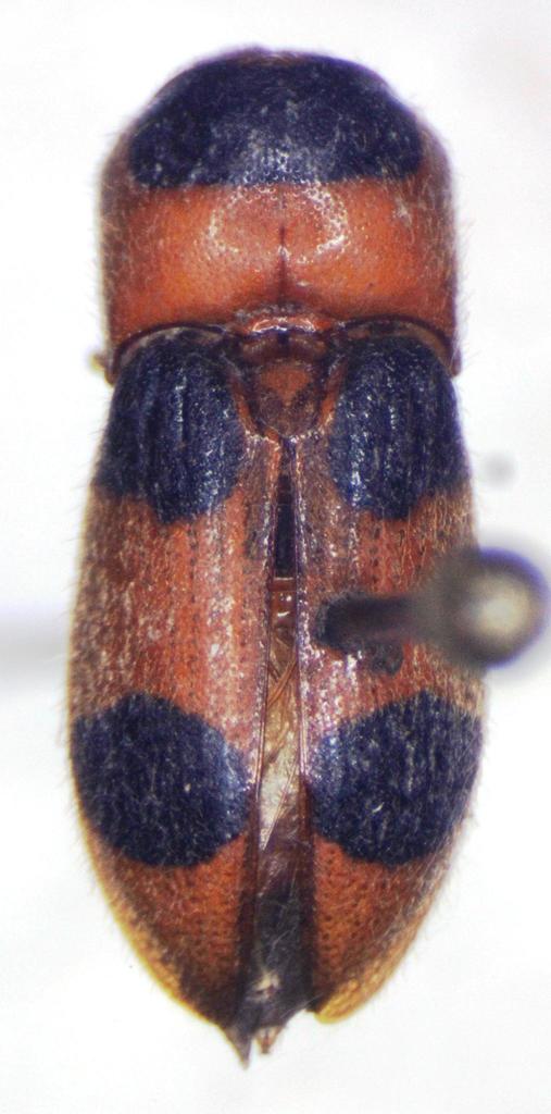 Pterotarsus histrio