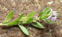 Lobelia sonderiana image