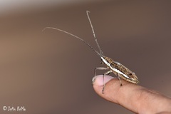 Neoptychodes trilineatus