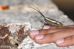 Neoptychodes trilineatus