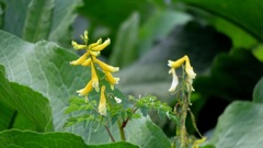 Corydalis formosana