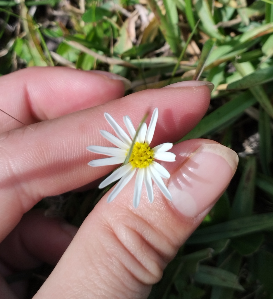 Noticastrum chebataroffii
