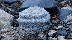 Epithelantha ilariae