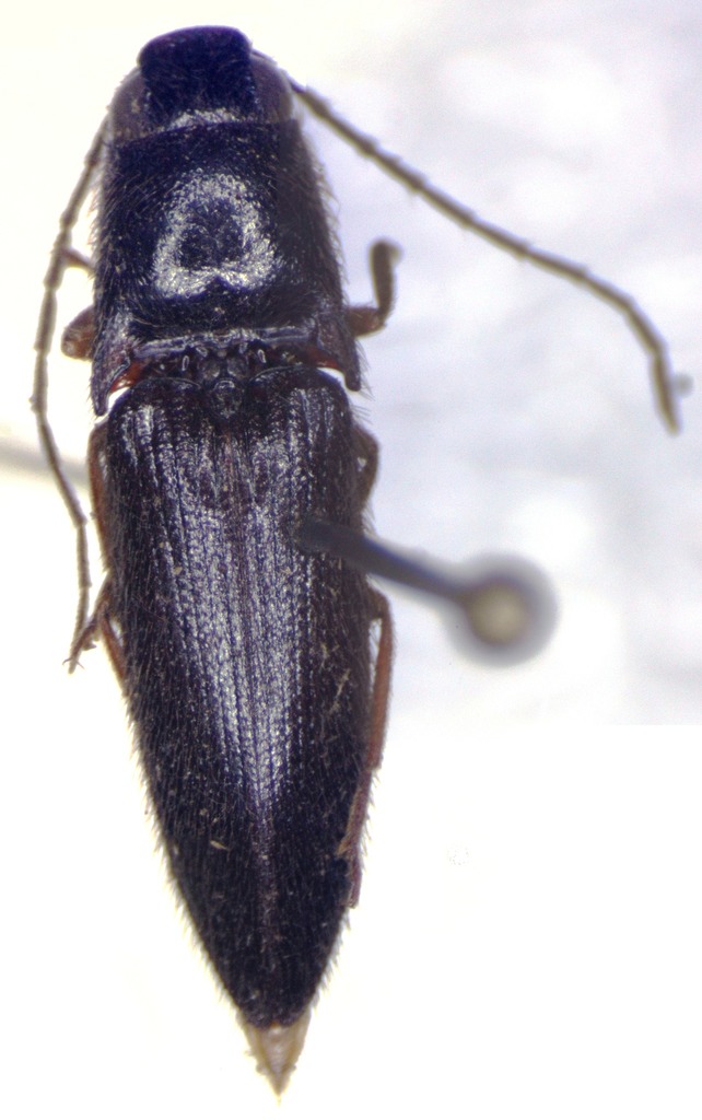 Dipropus melas