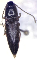 Dipropus melas