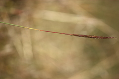 Bothriochloa macra