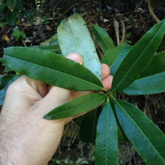 Comarostaphylis discolor