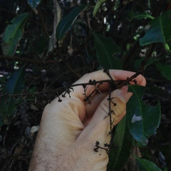 Comarostaphylis discolor