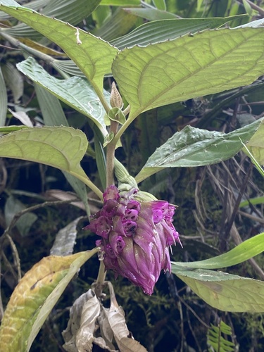 Elleanthus sphaerocephalus Schltr.