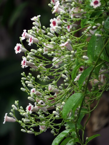 Paederia foetida