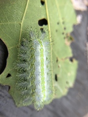 Parasa shirakii