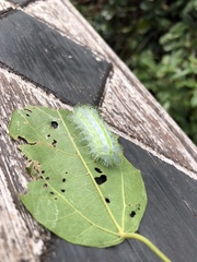 Parasa shirakii
