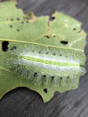 Parasa shirakii