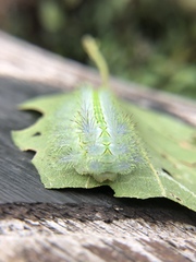 Parasa shirakii
