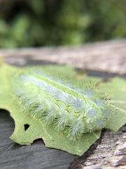 Parasa shirakii