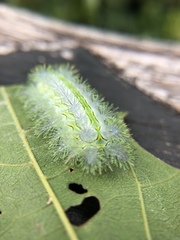 Parasa shirakii