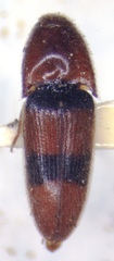 Dipropus bifasciatus