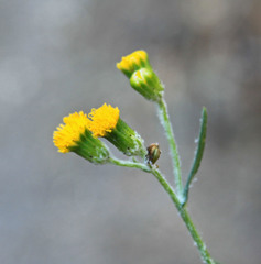 Senecio angustifolius