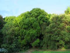 Metrosideros bartlettii