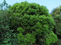 Metrosideros bartlettii