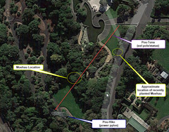 Metrosideros bartlettii