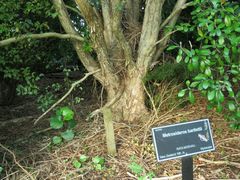 Metrosideros bartlettii