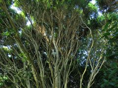 Metrosideros bartlettii