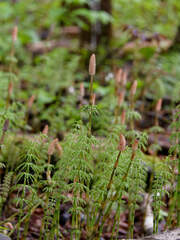 Equisetum sylvaticum image