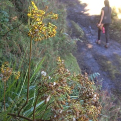 Packera sanguisorbae