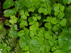 Oxalis montana image