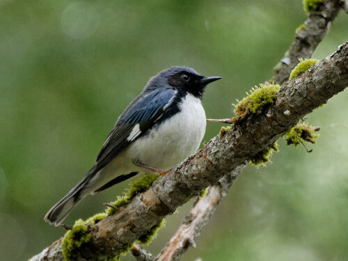 Setophaga caerulescens image