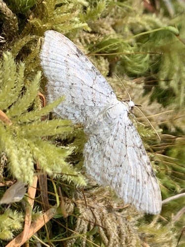 Eupithécie crayeuse (L')