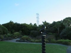 Metrosideros bartlettii