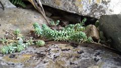Sedum potosinum