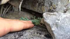 Sedum potosinum