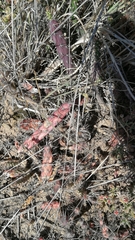 Opuntia aurantiaca