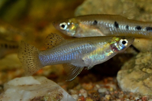 Gambusia sexradiata