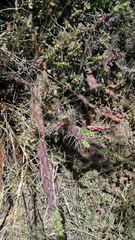 Opuntia aurantiaca