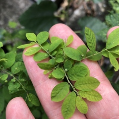 Phyllanthus tenellus