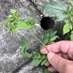 Phyllanthus tenellus