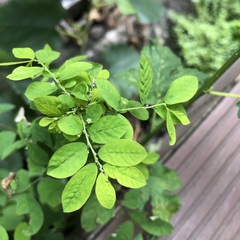 Phyllanthus tenellus