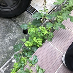 Phyllanthus tenellus