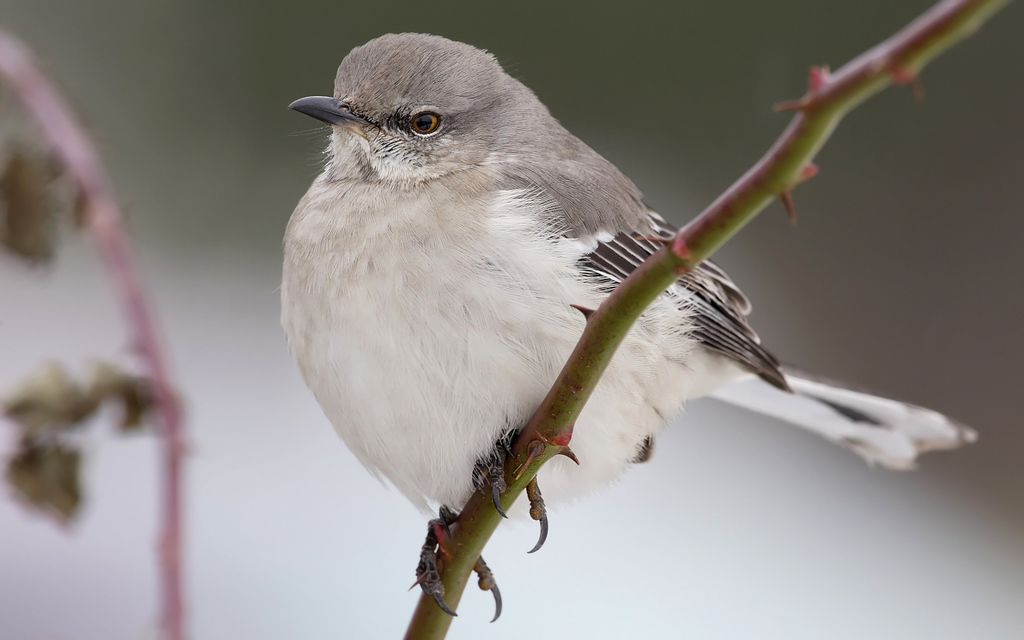 Eastern Mockingbird