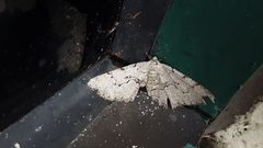 Cymatophora approximaria