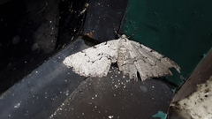 Cymatophora approximaria