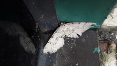 Cymatophora approximaria