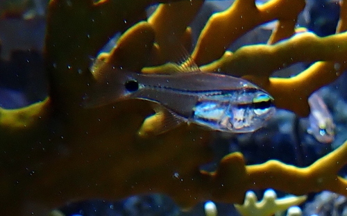 Taeniamia bilineata observed 2023-05-25